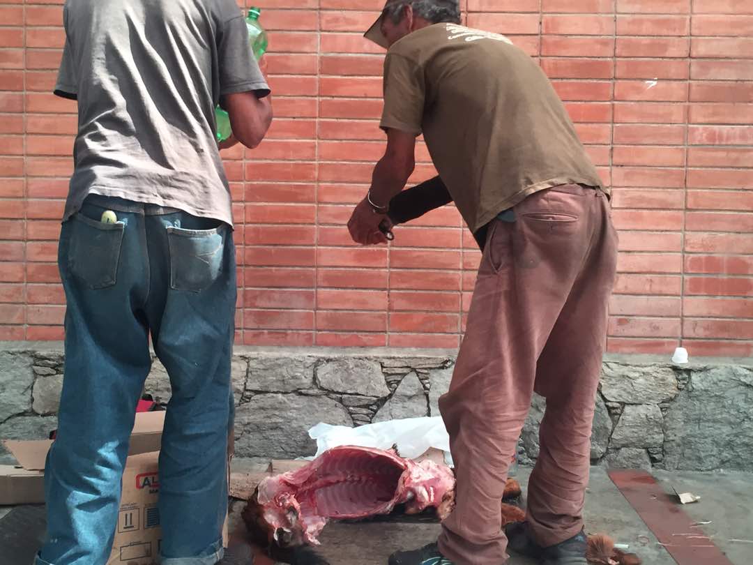 Vente Venezuela en Caracas: Mientras la dictadura regala millones a EEUU, hay venezolanos que comen perros (+Fotos)