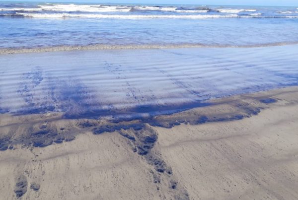 Falcón: de belleza turística a ser el reflejo del ecocidio socialista