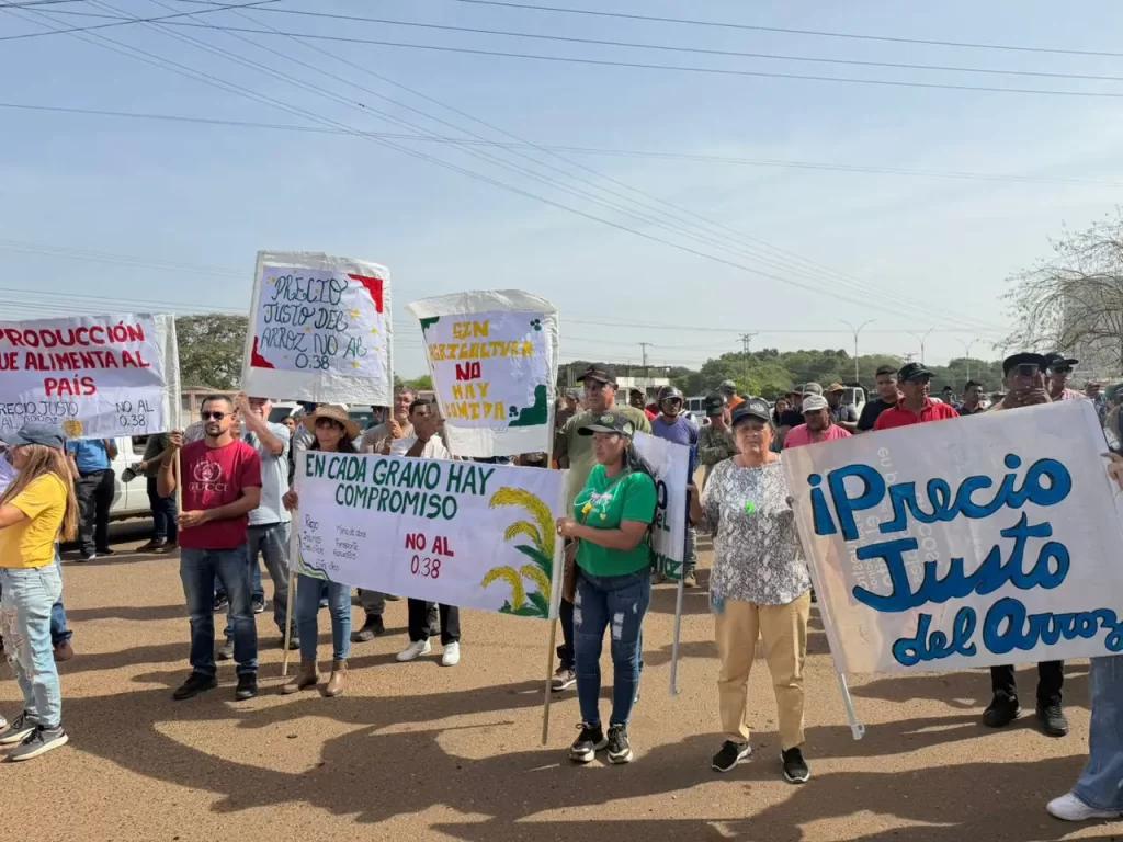 Vente Venezuela ante crisis del arroz en Guárico: Importar no puede hundir la cosecha